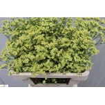 Limonium Parkjuur V Pineapple Diamond 70-75cm