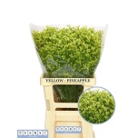 Limonium Parkjuur V Pineapple Diamond 70cm