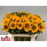 Helianthus Päevalill Sunrich Up Gold 80cm