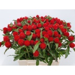 Gomphrena Kerarebashein Haageana 40-45cm