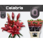 Lilium Liilia LA Calabria 90cm