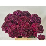 Hydrangea Hortensia Dark Ruby 60cm*5