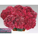 Hydrangea Hortensia Mag Dark Ruby 70cm*5