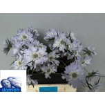 Scabiosa Tähtpea Jisca 45cm