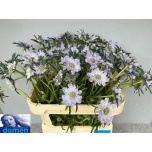 Scabiosa Tähtpea Jisca 70cm