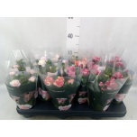 Rosa Potiroos Victory mix 10,5cm