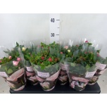 Rosa Potiroos Victory mix 10,5cm