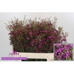 Chamelaucium Sidrunmürt Rotem 70m