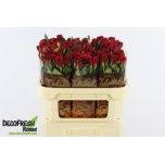 Roos 70cm Top Secret