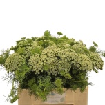 Ammi Visnaga 60cm