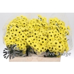 Chrysanthemum Krüsanteem Santini Yin Yang Yellow