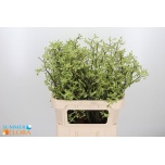 Anigozanthos Kängurukäpp Ison 80cm