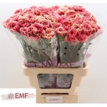 Dianthus Nelk ST Ipanema*20