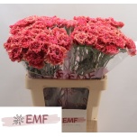 Dianthus Nelk ST Ipanema*20