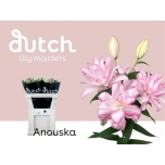 Lilium Liilia OR DU Anouska