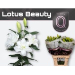 Lilium Liilia OR DU Lotus Beauty 80cm