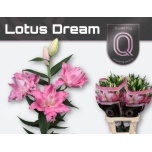 Lilium Liilia OR DU Lot Dream 85cm
