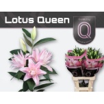 Lilium Liilia OR DU Lotus Queen 90cm