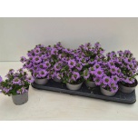 Scaevola Tiiviklill aemula blue touch 10,5cm