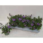 Scaevola aemula blue touch 10,5cm