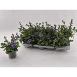 Scaevola aemula white touch 10,5cm
