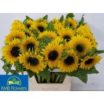 Helianthus Päevalill Starbus Panache 80cm