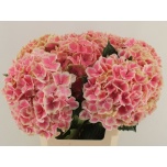 Hydrangea Hortensia Mag Linn 60cm*5