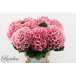 Hydrangea Hortensia Mag Linn 60cm*5