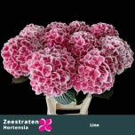 Hydrangea Hortensia Mag Linn 65cm*5