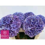 Hydrangea Hortensia Mag Linn 60cm