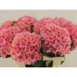 Hydrangea Hortensia Mag Linn 80cm*5