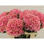 Hydrangea Hortensia Mag Linn 80cm*5