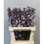 Delphinium Kukekannus Dewi Flamingo 90cm