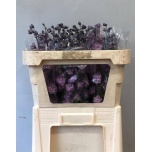 Delphinium Kukekannus Dewi Melody 70cm