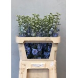 Delphinium Kukekannus Dew Morning Blue 80cm
