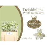 Delphinium Kukekannus Dewi Impress White 50cm