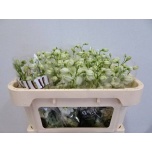 Delphinium Kukekannus Dewi Impress White 65cm