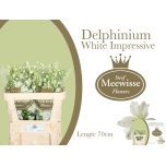 Delphinium Kukekannus Dewi Impress White 70cm