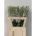 Delphinium Kukekannus Dewi Impressive White 80cm