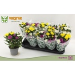 Chrysanthemum Krüsanteem indi da vinci mix 12cm
