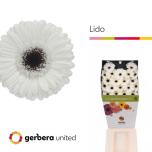Gerbera MINI Lido Diamond*20