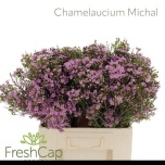 Chamelaucium uncinatum michal	