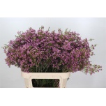 Chamelaucium Wax Flower Uncinatum Michal 80cm