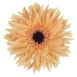 Gerbera MS Punki Humba*10