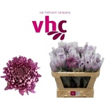 Chrysanthemum Krüsanteem BL Hornbill Dark 80gr*10