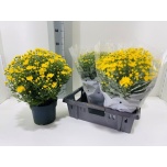 Chrysanthemum Krüsanteem indi amadore yellow 19cm