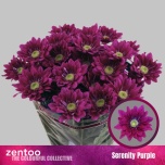 Chrysanthemum Krüsanteem SP Serenity Purple*5