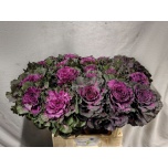Brassica Kapsas Elegance 70cm