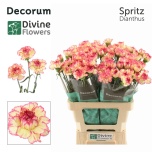 Dianthus Nelk ST Spritz*20
