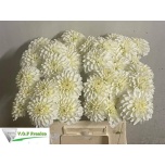 Dahlia Daalia Caro 40cm